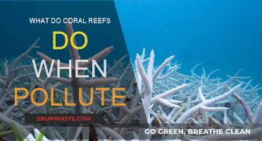 Coral reefs' survival strategies against pollution