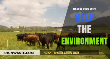 Cows' Surprising Role in Boosting Soil Health and Climate Resilience
