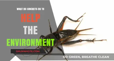 Crickets' Eco-Friendly Role: Boosting Soil Health and Biodiversity