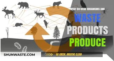 Decomposition Secrets: How Dead Organisms and Waste Fuel Ecosystems