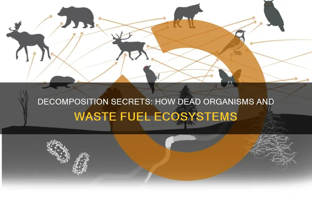 what do dead organisms and waste products produce