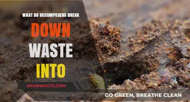How Decomposers Transform Waste into Essential Nutrients for Ecosystems