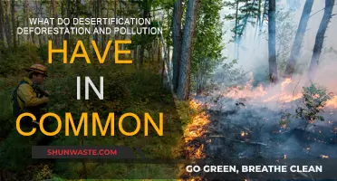 Human Impact: Desertification, Deforestation, and Pollution