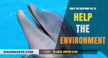 Dolphins' Eco-Friendly Role: How They Support Marine Ecosystems