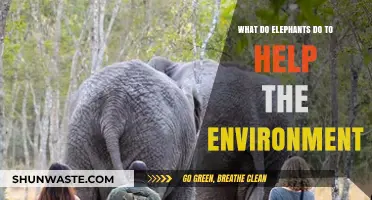 How Elephants Act as Eco-Heroes in Their Natural Habitats