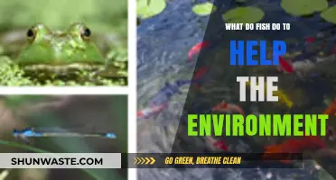 How Fish Contribute to Ecosystem Balance and Environmental Health