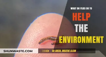 How Flies Contribute to Ecosystem Health and Environmental Balance