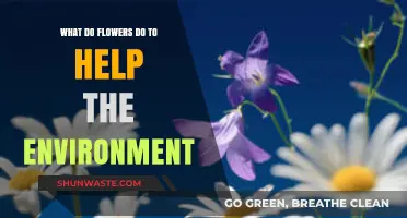 How Flowers Support Ecosystems and Enhance Our Environment Naturally