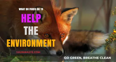 How Foxes Contribute to Ecosystem Balance and Environmental Health