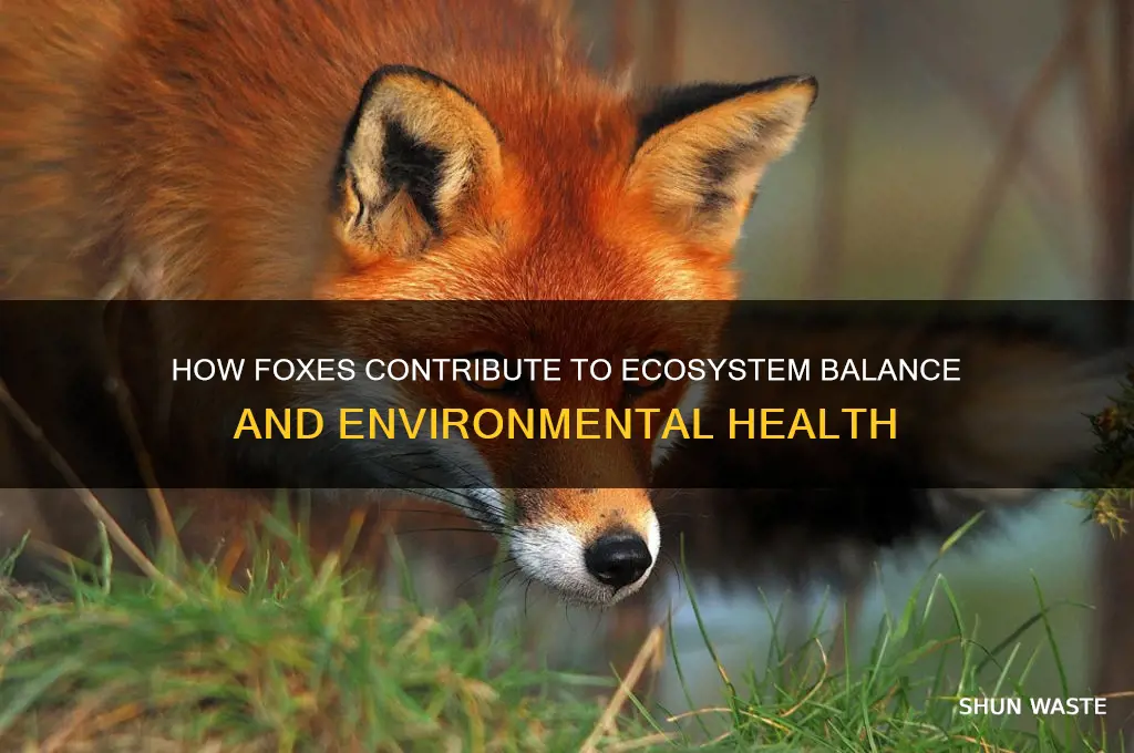 what do foxes do to help the environment