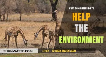 Giraffes' Ecological Impact: How They Contribute to a Healthier Planet