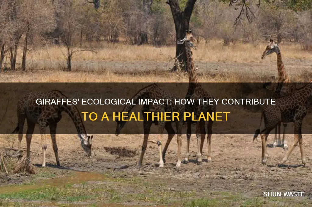 what do giraffes do to help the environment