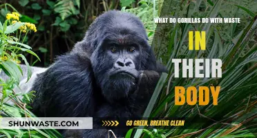 How Gorillas Manage and Dispose of Bodily Waste Naturally