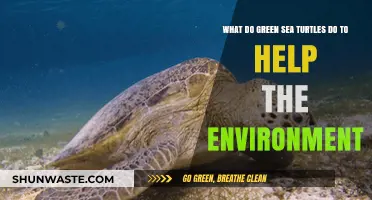Green Sea Turtles: Vital Roles in Ecosystem Health and Balance