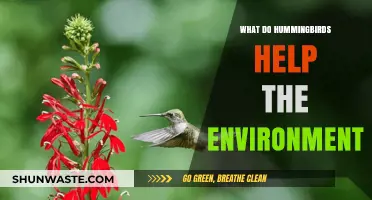 Hummingbirds' Vital Role in Pollination and Ecosystem Health Explained