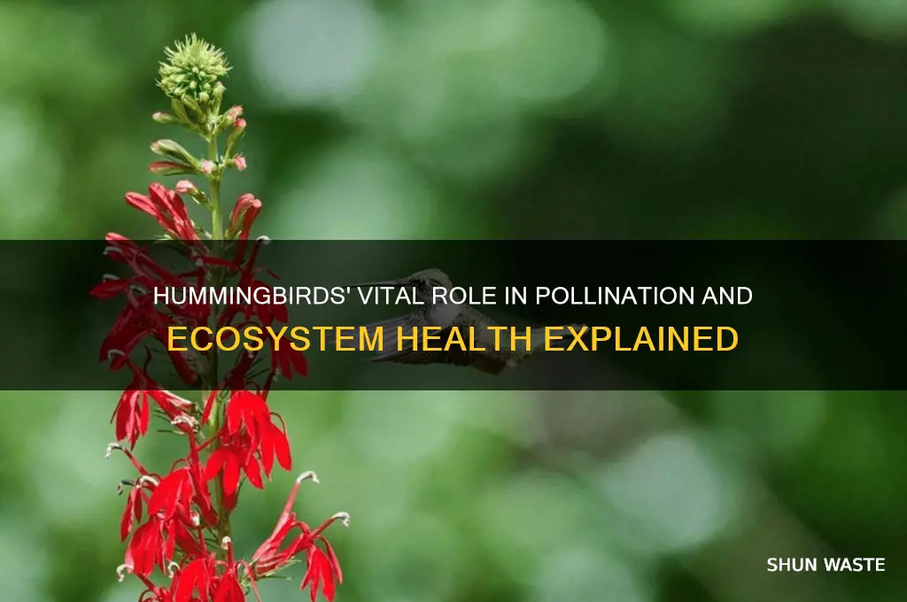 what do hummingbirds help the environment
