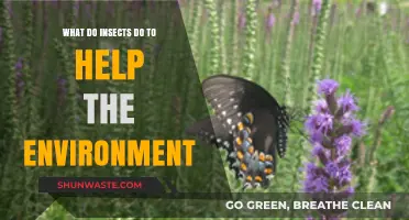 Insects' Vital Roles: Pollinating, Decomposing, and Sustaining Ecosystems