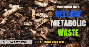 How Insects Efficiently Eliminate Metabolic Waste: A Survival Mechanism
