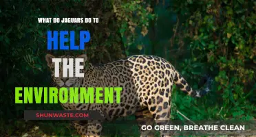 Jaguars' Vital Role in Ecosystem Balance and Environmental Health