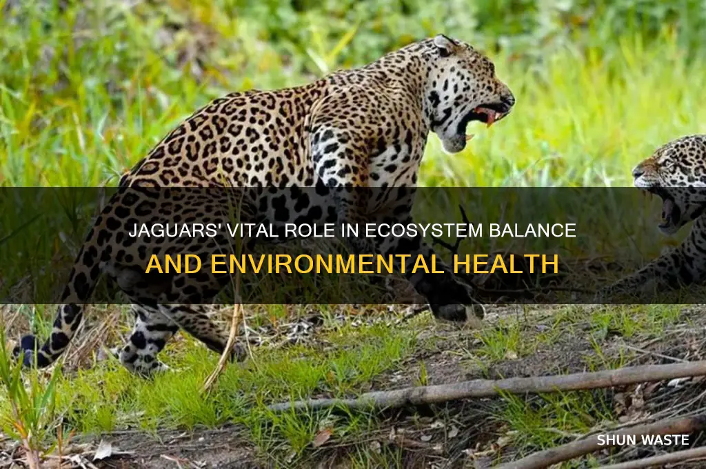 what do jaguars do to help the environment