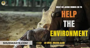 Javan Rhinos: Their Vital Role in Ecosystem Balance and Conservation