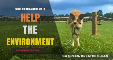 Kangaroos' Eco-Friendly Impact: How They Benefit the Environment