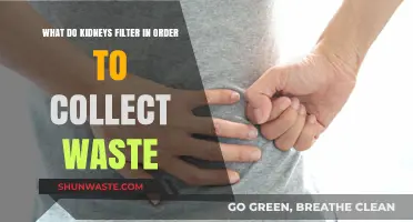 How Kidneys Filter Blood to Remove Waste and Toxins