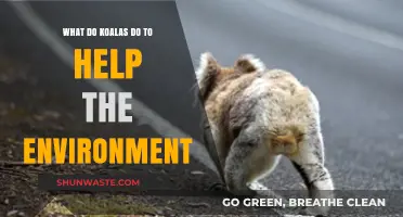 Koalas' Eco-Impact: How These Marsupials Aid Environmental Health