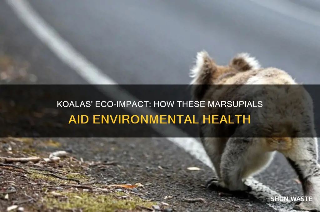 what do koalas do to help the environment