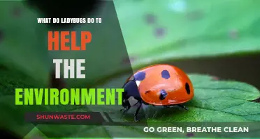 Ladybugs' Eco-Friendly Role: Boosting Biodiversity and Pest Control Naturally