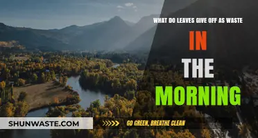 Morning Leaf Waste: Unveiling the Surprising Byproducts of Photosynthesis