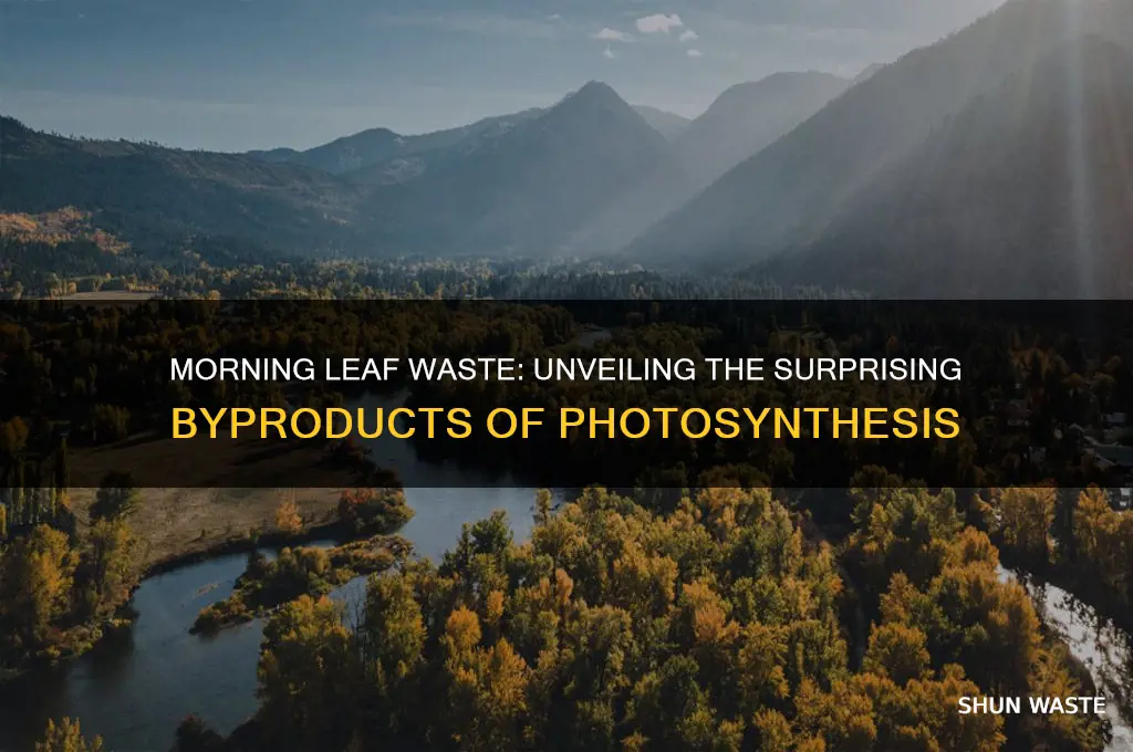 what do leaves give off as waste in the morning