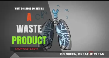 Lungs' Waste: Understanding Carbon Dioxide Excretion and Respiratory Function