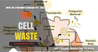 Lysosomes: Unveiling Enzymes That Digest Cellular Waste Efficiently