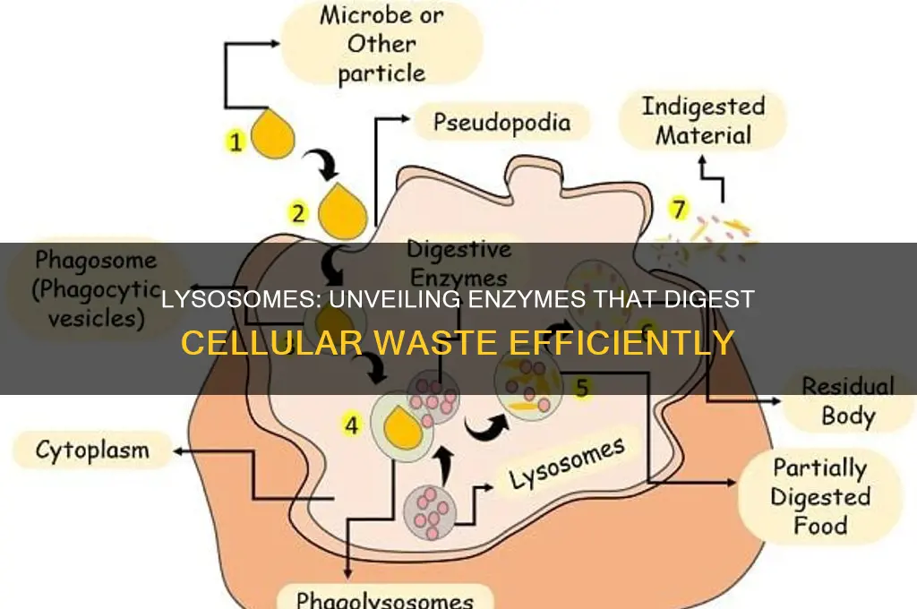 what do lysosomes contain that digest the cell waste