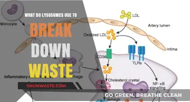 How Lysosomes Utilize Enzymes to Degrade Cellular Waste Efficiently