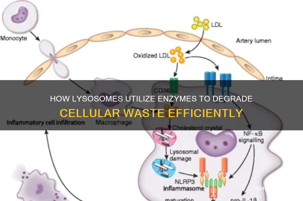 what do lysosomes use to break down waste
