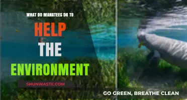 Manatees' Vital Role: How They Contribute to a Healthier Ecosystem