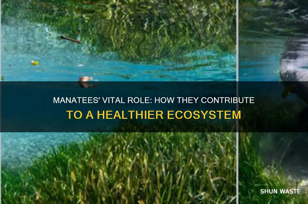 what do manatees do to help the environment