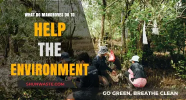 Mangroves: Nature's Coastal Guardians and Environmental Superheroes Explained