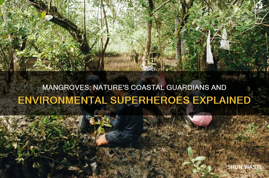 what do mangroves do to help the environment
