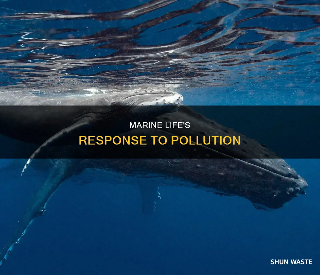 what do marine animals do when there is pollution
