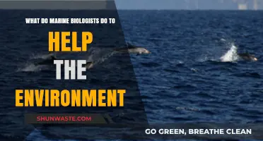 Marine Biologists: Environmental Stewards Protecting Oceans and Ecosystems