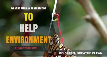 Mexican Silverspot Butterflies: Their Vital Role in Ecosystem Health