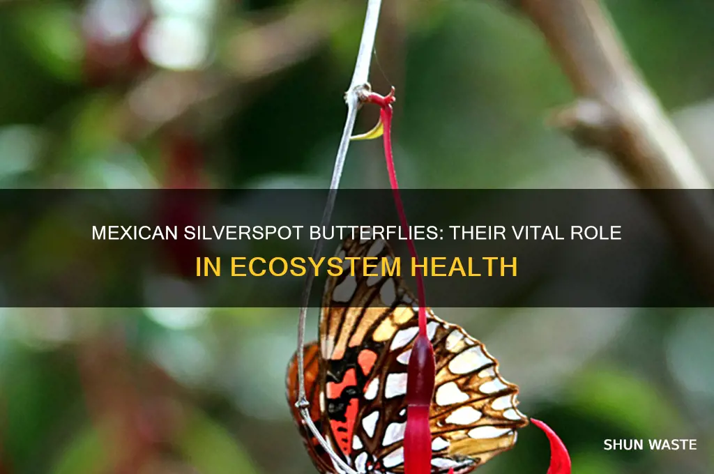 what do mexican silverspot do to help environment