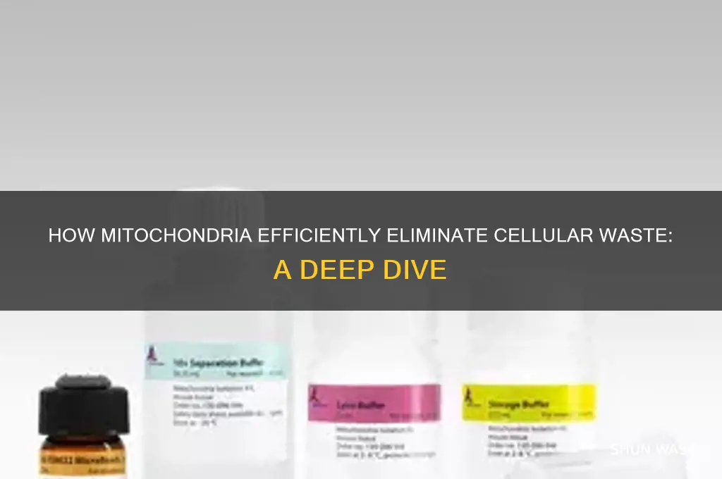 what do mitochondria get rid of waste