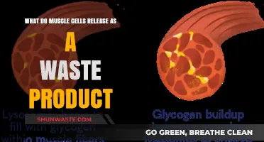 Muscle Cells' Waste: Unveiling the Byproducts of Energy Metabolism