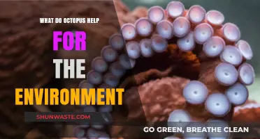 Octopus Environmental Impact: How These Intelligent Creatures Benefit Ecosystems