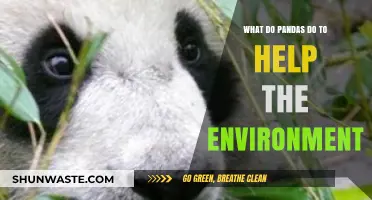 Pandas' Eco-Impact: How These Gentle Giants Aid Our Planet