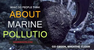 Thoughts on Marine Pollution: Our Ocean's Future
